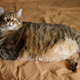 Illustration for article titled Internet Cat Has Girth That One Might Say Is Unusual Among His Species